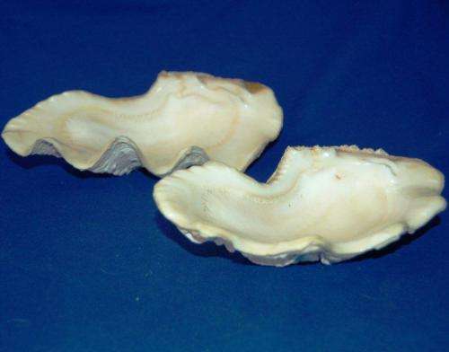 2 Large Clam Shells - Largest Measures 250mm Long and 140mm Wide
