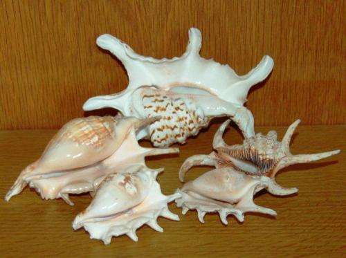 5 Spider Sea Shells - Largest length 170mm
