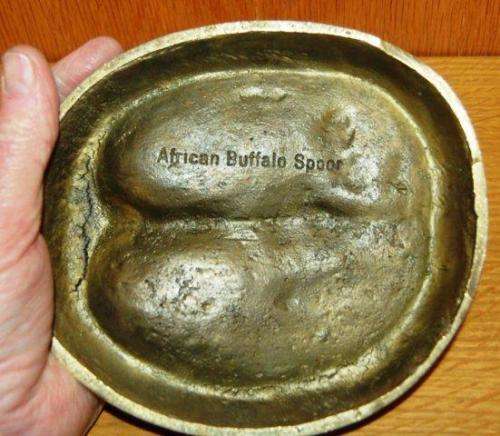 Solid Brass (2kg's) African Buffalo Spoor Mold - Paperclip or Ashtray - 170mm X 150mm