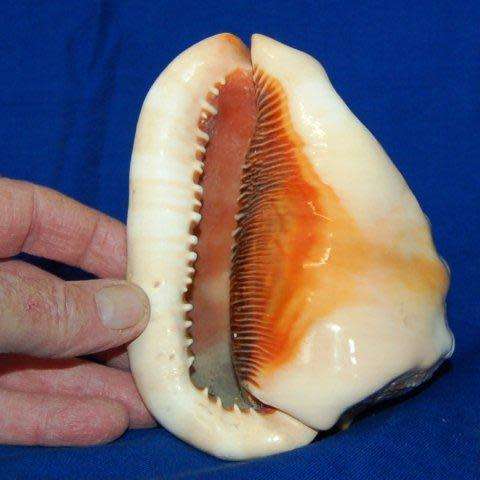 Conch Shell - Length 135mm