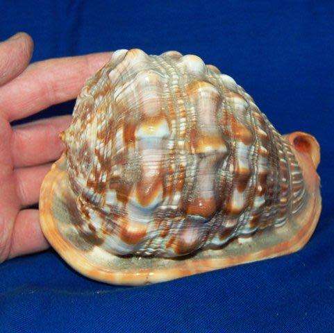 Conch Shell - Length 135mm