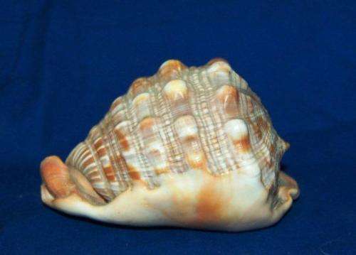 Conch Shell - Length 135mm