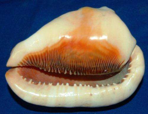 Conch Shell - Length 135mm