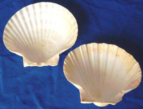 11 Assorted Scallop Shells - Great for serving starters - See Pictures
