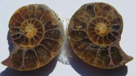 27.41ct NATURAL SLICED AMONITE PAIR