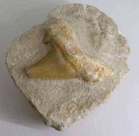 NATURAL SHARK TOOTH IN MATRIX FOSSIL