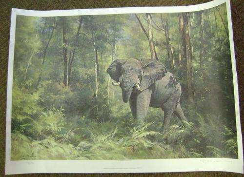 DINO PARAVINO SIGNED & NUMBERED COLOUR PRINT:KNYSNA FOREST