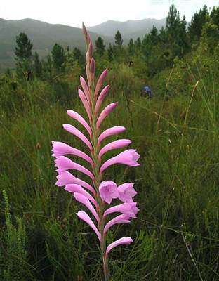 Watsonia Knysnana - Bulbs From Hidden Woods Farm