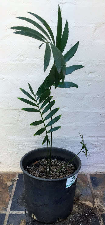 Encephalartos barterii ssp. allochrous