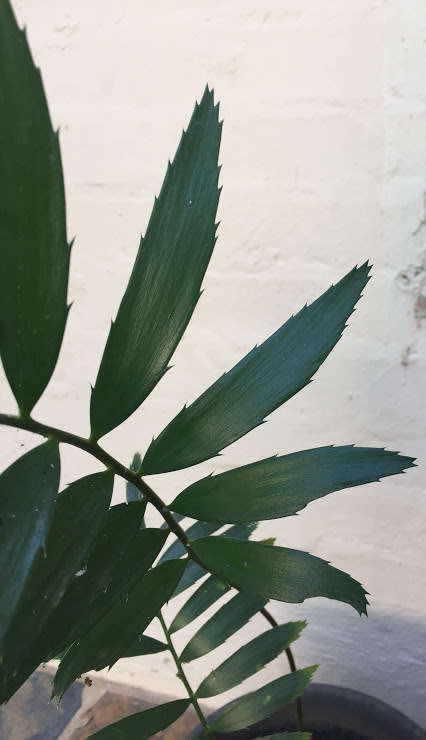 Encephalartos barterii ssp. allochrous