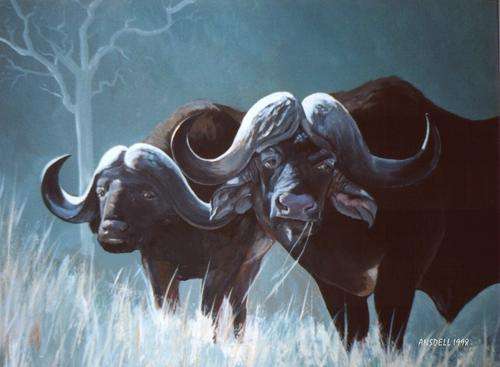 AFRICAN BUFFALO GRAZING - BEAUTIFUL PRINT OF ORIGINAL ARTWORK
