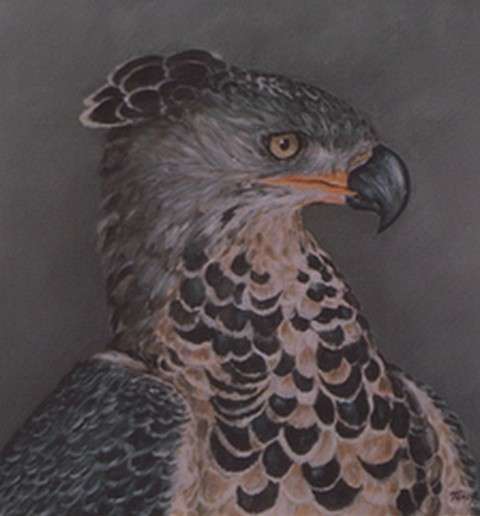 *YOUNG EAGLE - BEAUTIFUL CANVAS PRINT OF ORIGINAL PAINTING*