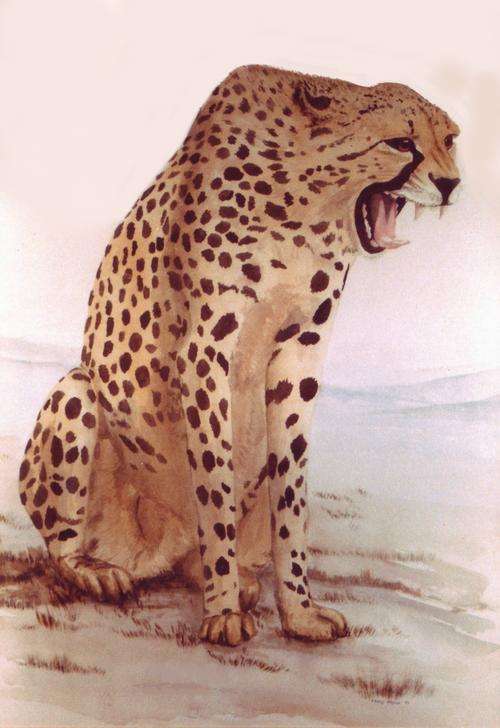 *WILD  AFRICAN CHEETAH - BEAUTIFUL CANVAS PRINT OF ORIGINAL*   PERFECT CHRISTMAS GIFT!
