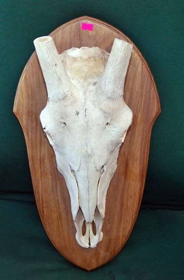 Giraffe Skull Mounted on Wood