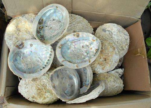 Large Abalone Shells - Bid Per Each