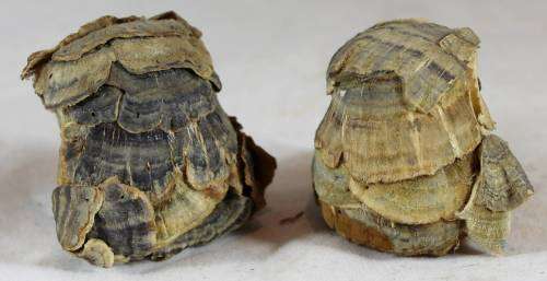 Miniature Pair of Owls - Paper Mache - Gorgeous!! - Bid Now!