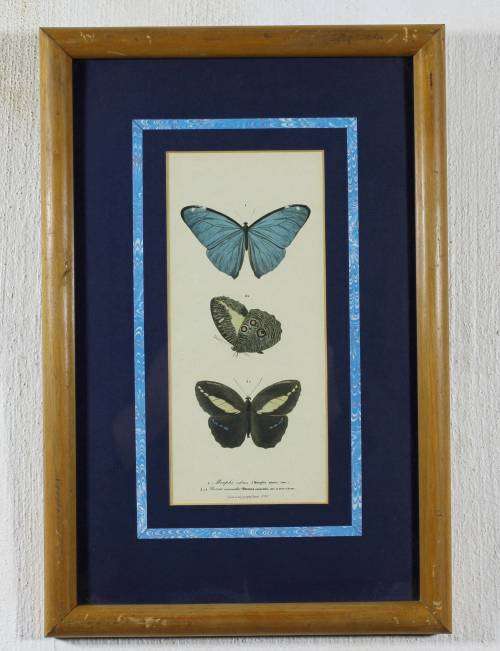 Pair of Butterfly Prints - Italy - Grafishe Taggatti - Beautiful!! - Bid Now!!!