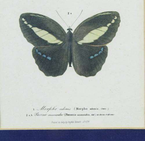 Pair of Butterfly Prints - Italy - Grafishe Taggatti - Beautiful!! - Bid Now!!!
