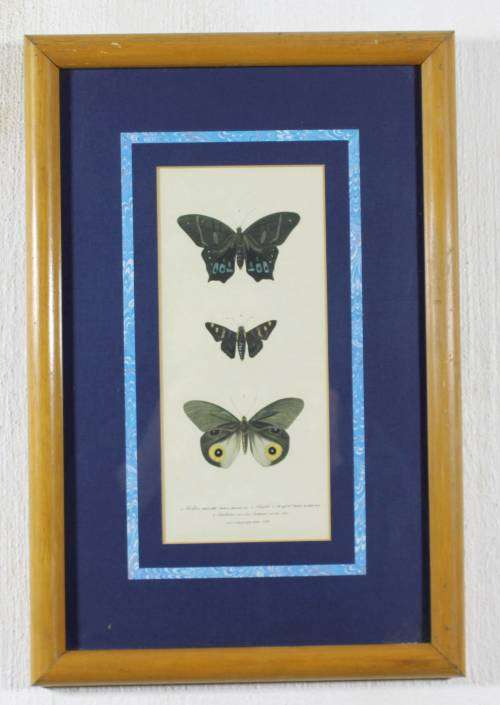 Pair of Butterfly Prints - Italy - Grafishe Taggatti - Beautiful!! - Bid Now!!!