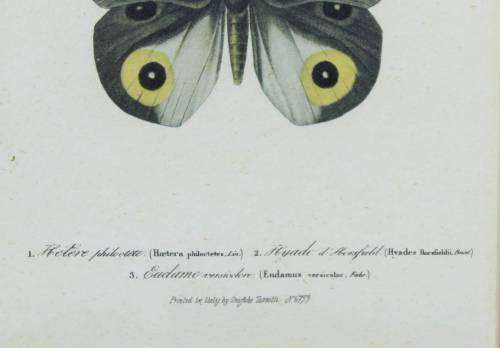 Pair of Butterfly Prints - Italy - Grafishe Taggatti - Beautiful!! - Bid Now!!!
