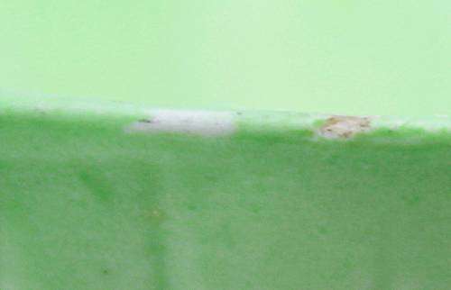 Carlton Ware - Lily Bowl - Absolutely Beautiful! - Bid Now!