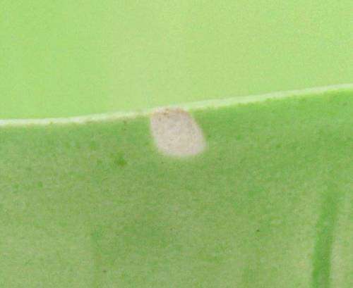 Carlton Ware - Lily Bowl - Absolutely Beautiful! - Bid Now!