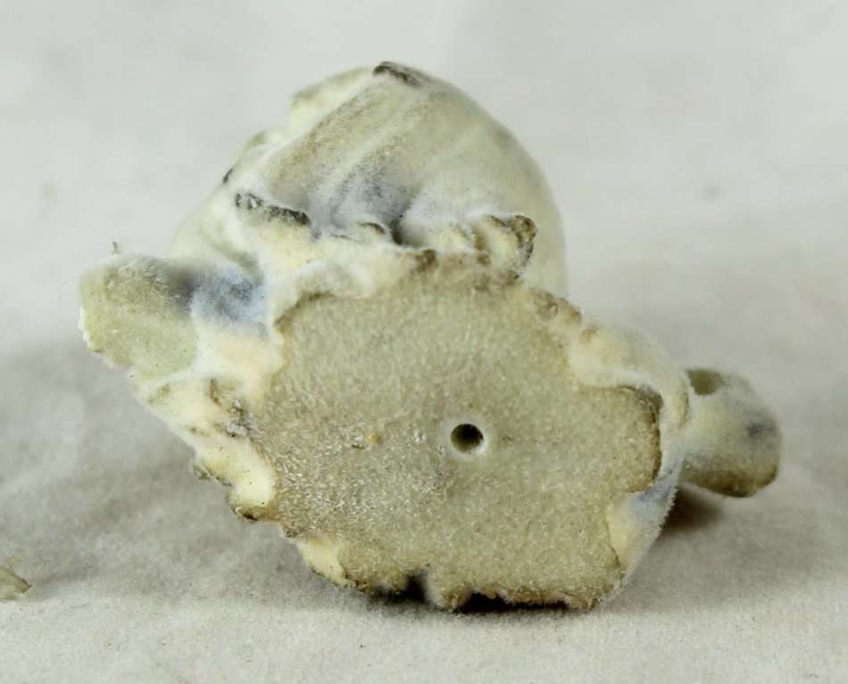 Miniature Suede Lhasa Apso Puppy - Gorgeous! - Bid Now!!!