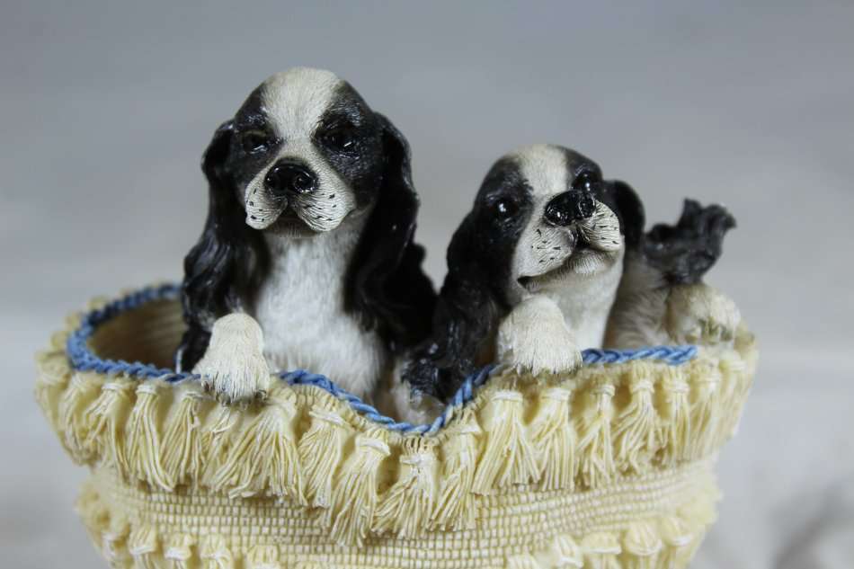 Cocker Spaniel puppies in a basket