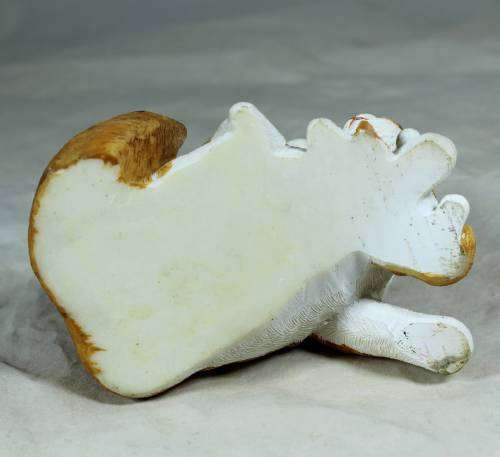 Cat with Kittens - Bid Now!!!