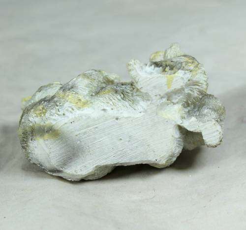 Cat with a kitten - Bid Now!!