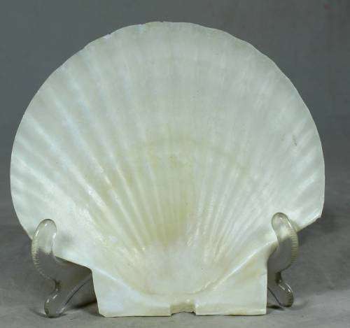 SET OF 6 SHELL COCKTAIL PLATES WITH FORKS -BID NOW!!