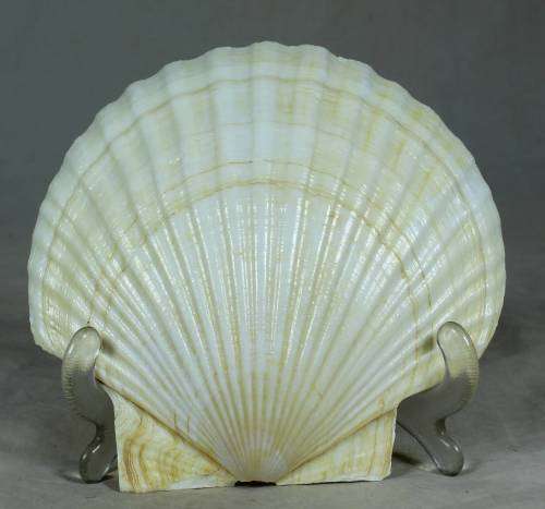 SET OF 6 SHELL COCKTAIL PLATES WITH FORKS -BID NOW!!