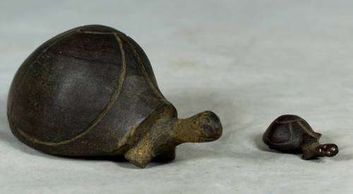 Miniature tortoise mommy with her baby