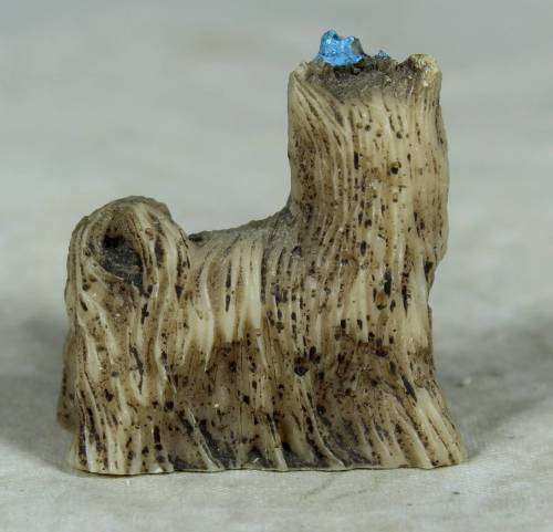 Miniature little shitshu with a blue bow