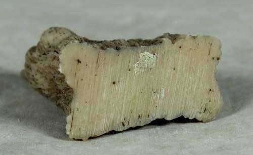 Miniature little shitshu with a blue bow