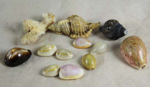 BAG OF SMALL SHELLS (LOVELY) BID NOW!!