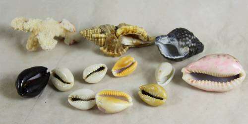 BAG OF SMALL SHELLS (LOVELY) BID NOW!!