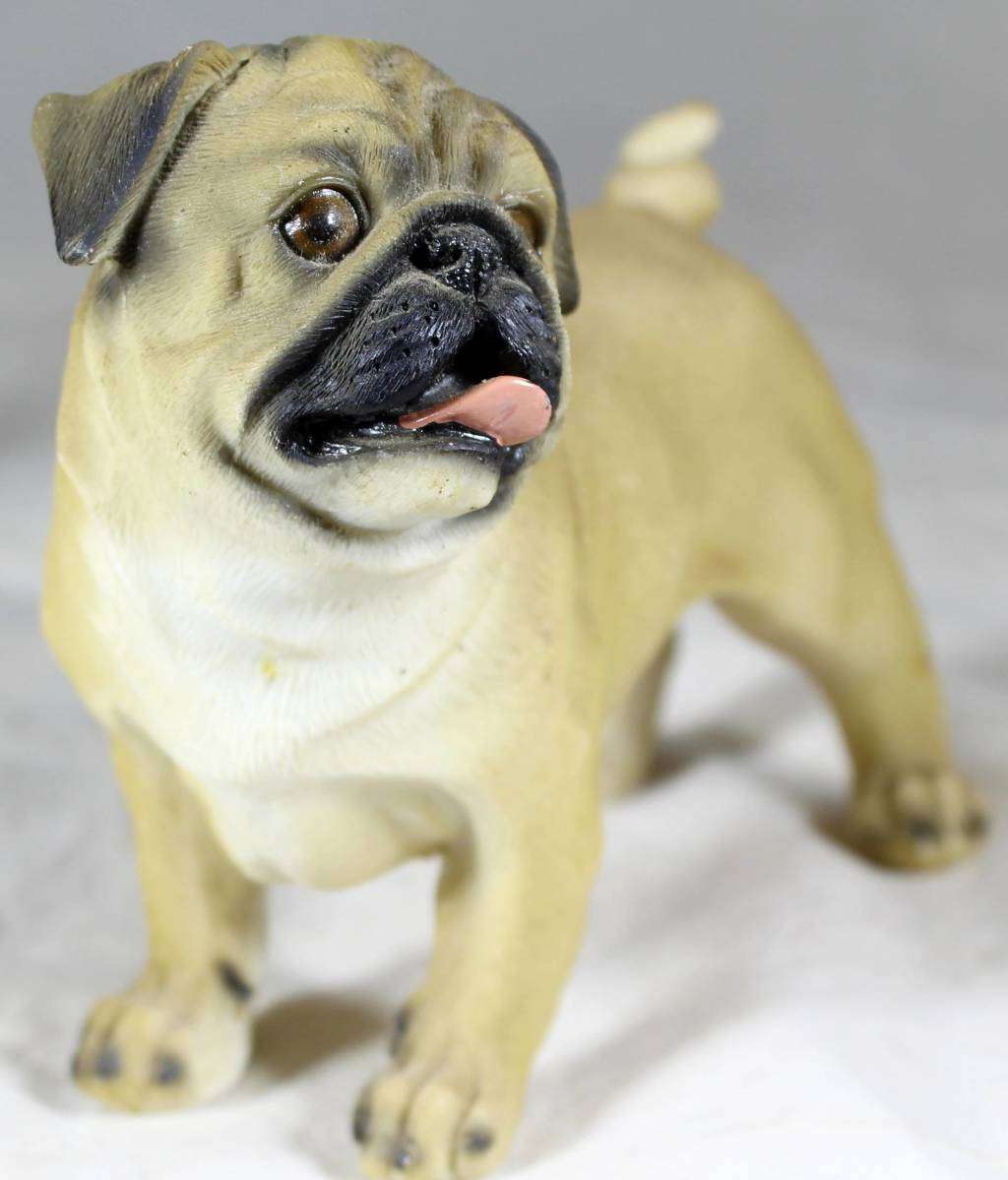 Molded Pug- Beautiful!!! BID NOW!!!!