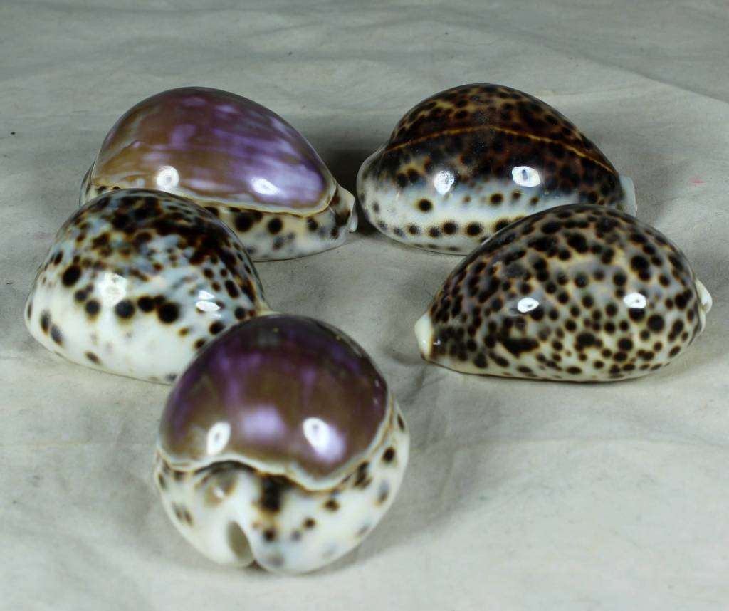 Set of 5 Shells - Act Fast!!! - Bid Now!!!