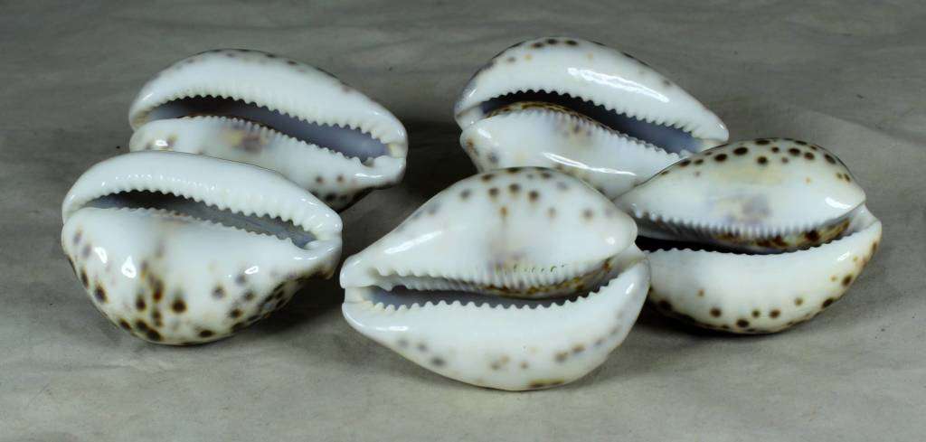 Set of 5 Shells - Act Fast!!! - Bid Now!!!