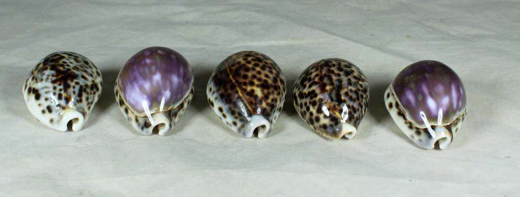 Set of 5 Shells - Act Fast!!! - Bid Now!!!