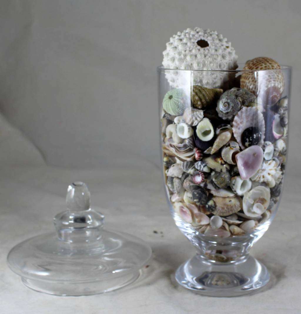 Lidded vase with shells
