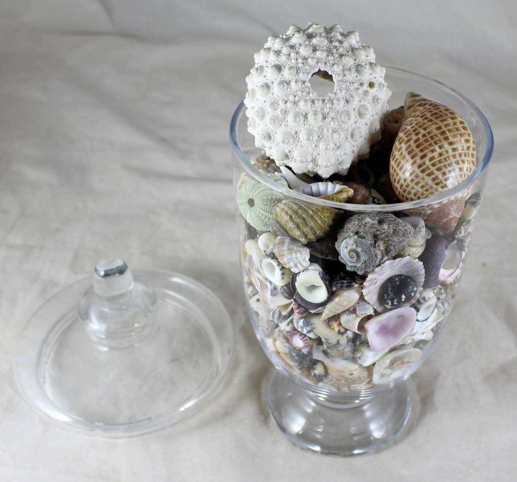 Lidded vase with shells