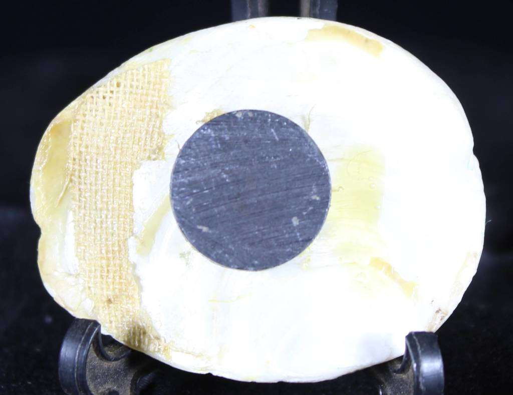 Shell art - small oval magnet