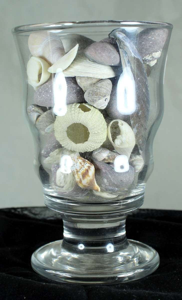 Small glass vase with assorted sea shells