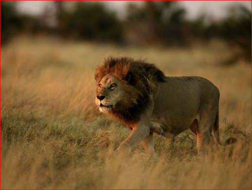 Ngwenya lodge (21 - 25 July 2014) - sleeps 6