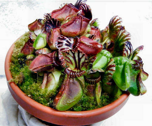 Cephalotus follicularis LIVE plantlets rare Carnivorous plant sale 2.5 YEAR PLANTS