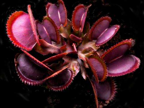 CARNIVOROUS PLANT SEEDS - RED Venus Fly Trap / D. muscipula- 1 Free with 10 (FREE shipping)