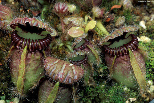 LIVE CARNIVOROUS PLANT - Cephalotus follicularis small RARE