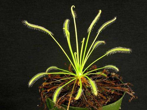 Drosera capensis 'alba' 3 year old LIVE plant, flowering - very sought after carnivorous